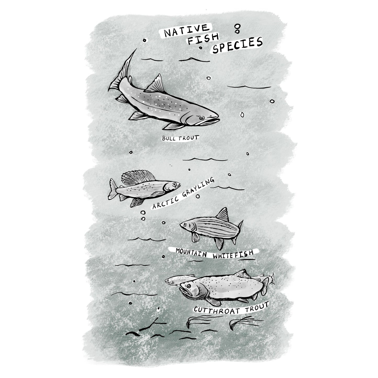 Western Montana Field Guide